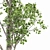 Alnus Glutinosa 3D Models Collection 3D model small image 4