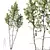 Pendula Birch 3D Tree Model 3D model small image 1