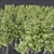 Pendula Birch 3D Tree Model 3D model small image 3