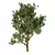 Exotic Acacia Tree Model 3 3D model small image 2