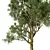 Exotic Acacia Tree Model 3 3D model small image 4