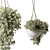 Botanical Beauty Hanging Plant 3D model small image 3