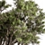  Stone Pine Tree Set 188 3D model small image 2