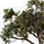  Stone Pine Tree Set 188 3D model small image 3