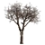 Dried Baobab Tree Set 215 3D model small image 1