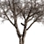 Dried Baobab Tree Set 215 3D model small image 3