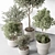 Indoor Tree Plant in Pot 3D model small image 2