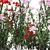 Modern White Planter Rose & Red Oleander Set 3D model small image 3