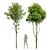 Dual 3D Tree Models Set 3D model small image 1