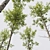 Dual 3D Tree Models Set 3D model small image 2