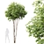 Dual 3D Tree Models Set 3D model small image 6