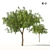 Emirates Ghaf Trees 3D Model 3D model small image 5