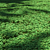 Lush Clover Lawn Asset Kit 3D model small image 1