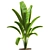 Tropical Banana Indoor Plant 3D model small image 2