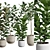 Exotic Ficus Variety Pack 3D model small image 2