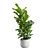 Ficus Lyrata Jungle Delight 3D model small image 4