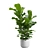 Ficus Lyrata Jungle Delight 3D model small image 5