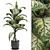 Tropic Dieffenbachia Tree 3D Model 3D model small image 1