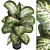 Tropic Dieffenbachia Tree 3D Model 3D model small image 2