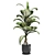 Tropic Dieffenbachia Tree 3D Model 3D model small image 3