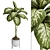 Tropic Dumb Cane 3D Model 3D model small image 2