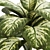 Tropic Dumb Cane 3D Model 3D model small image 3