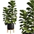 Modern Ficus Lyrata Plant Decor 3D model small image 1