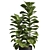 Modern Ficus Lyrata Plant Decor 3D model small image 3