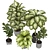 Tropic Tree Indoor Plant Collection 3D model small image 2