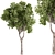  Ficus Benjamina Plant Set 3D model small image 1