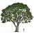 Stone Oak Tree Model 2014 3D model small image 4