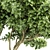 Botanical 3D Tree Models Pack 3D model small image 2