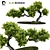 Elm Bonsai 2015 Model Render 3D model small image 1