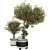 Compact Indoor Fruit Tree 218 3D model small image 2