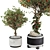 Compact Indoor Fruit Tree 218 3D model small image 4