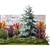 Collection of Large Plants: Thuja, Cypress, Blue Spruce 3D model small image 3