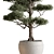 Evergreen Tree in Pot 3D model small image 3