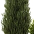 Landscaping Tree Bush OBJ Bundle 3D model small image 6