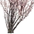 Prunus Amanogawa Flagpole Cherry 3D model small image 5