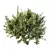 Versatile Montra Olive Bush 3D 3D model small image 3