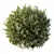 Versatile Montra Olive Bush 3D 3D model small image 4