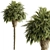 Exotic Windmill Palm Tree Set 3D model small image 1