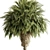 Exotic Windmill Palm Tree Set 3D model small image 2