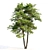 Scots Pine Tree 3D Model 3D model small image 2