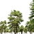 Scots Pine Tree 3D Model 3D model small image 3