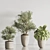 Modern Indoor Plant Set 123 3D model small image 3