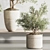 Modern Indoor Plant Set 123 3D model small image 5