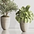 Modern Indoor Plant Set 123 3D model small image 6