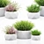 Vray Render Outdoor Plant 3D 3D model small image 1