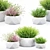 Vray Render Outdoor Plant 3D 3D model small image 13